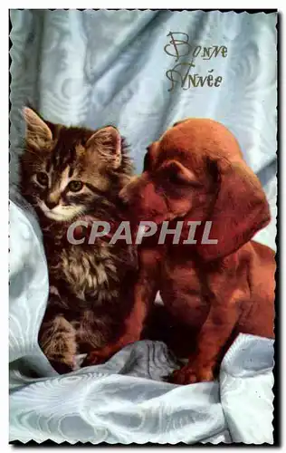 Cartes postales moderne Chien et chat