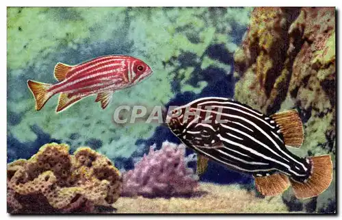 Cartes postales moderne Aquarium de Monaco Gramistes esp st Holocentrus