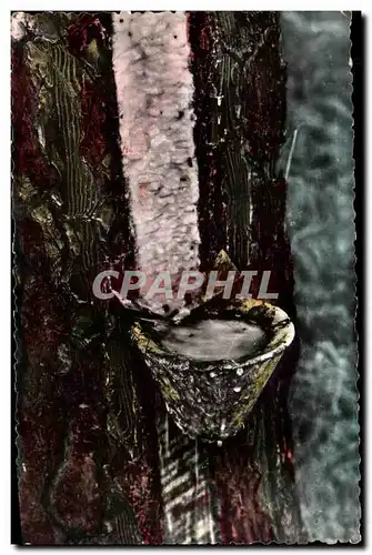 Cartes postales Les Landes Pittoresques En foret Pot de resine