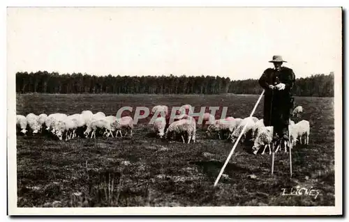 Cartes postales moderne landes Berger en hiver Moutons