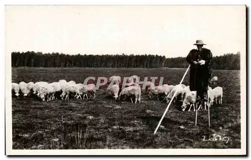 Moderne Karte landes Berger en hiver Moutons