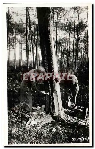 Cartes postales moderne Les Landes Derniere recolte de la Gemme