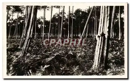 Cartes postales Au Pays Gascon Les pins gemmes au soleil couchant