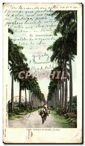 Cartes postales Avenue Of Palms Havana