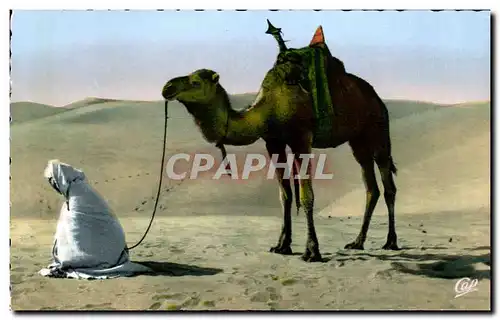 Cartes postales Scenes La Priere au desert Chameau Camel