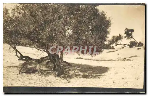 CARTE PHOTO Tunisie