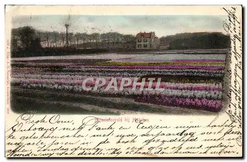 Cartes postales Pitjacintenveld bji Haarlem