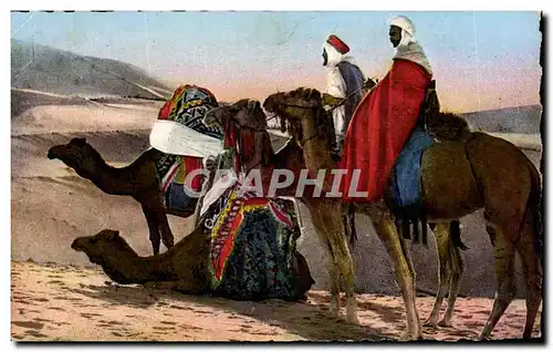Ansichtskarte AK Scenes   Types d Afrique du Nord Vers le sud Chameau Camel