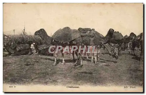 Ansichtskarte AK Chameaux Camel