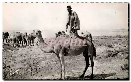 Ansichtskarte AK Scenes Types Amusement dons le Sud Tunisie Chameau Camel