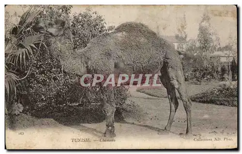 Ansichtskarte AK Tunisie Chameau Camel Tunisie