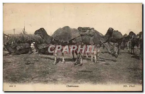 Ansichtskarte AK Chameaux Camel Tunisie