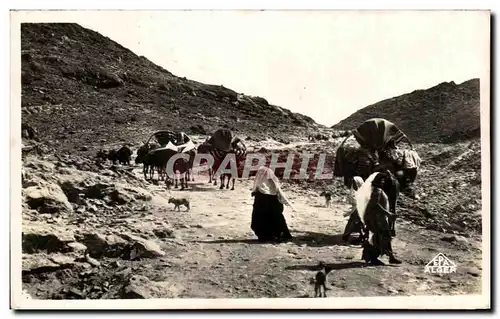 Ansichtskarte AK Tunisie Scenes Et Types Caravane de Nomades