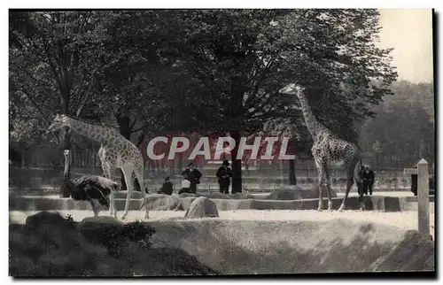 Ansichtskarte AK Museum National D Histoire Naturelle Parc Zoologique Zoo Vincennes Giraffe Girafe Zoo utruche Os