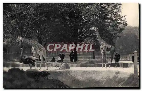 Cartes postales Museum National D Histoire Naturelle Parc Zoologique Zoo Vincennes Giraffe Girafe Zoo utruche Os