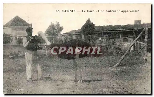 Cartes postales Maroc Meknes Le Parc Une Autruche Apprivoisee TOP Ostrich Zoo Zoo