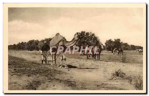 Cartes postales Tunisie Sfax Binage des Olivers (Maacha)