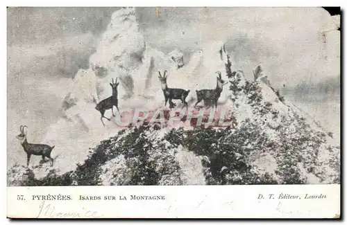 Cartes postales Pyrenees Isards Sur La Montagne