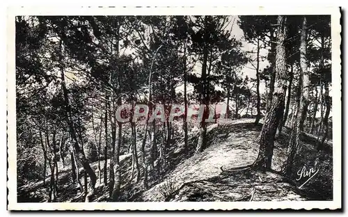 Cartes postales La Baule Les Pins Un Sous bois de la Foret d Etat protegeant La Baule les Pins des vents du Nord