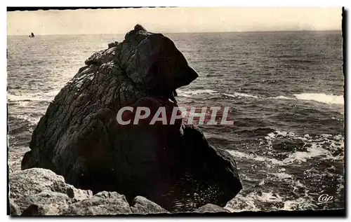 Cartes postales moderne La Grande Cote Etude de Rochers L Ours polaire