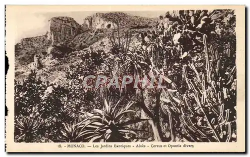 Cartes postales Monaco Les Jardins Exotiques Aloes Cereus et opuntia divers