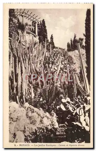 Cartes postales Monaco Les Jardins Exotiques Aloes Cereus et opuntia divers