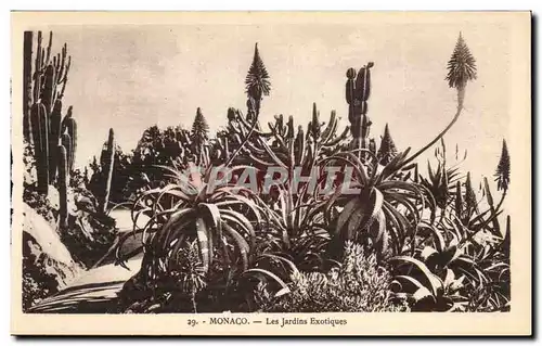 Cartes postales Monaco Les Jardins Exotiques