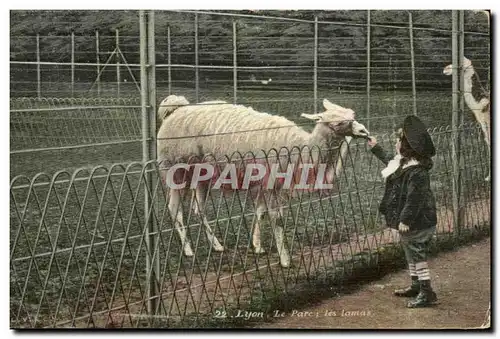 Cartes postales Lyon Le Parc les Lamas Zoo