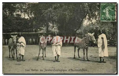 Ansichtskarte AK Les Gallas au Jardin Zoologique D Acclimatation Zoo Zebres Zebra