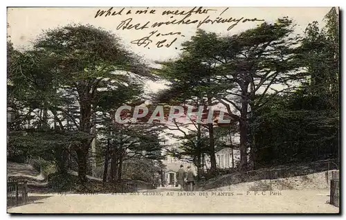 Cartes postales Paris Des Cedres Au Jardin Des Plantes