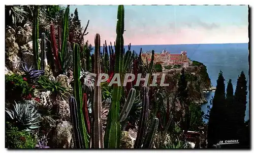 Cartes postales Monaco Les Jardins exotiques Vue sur le rocher de Monaco Cactus