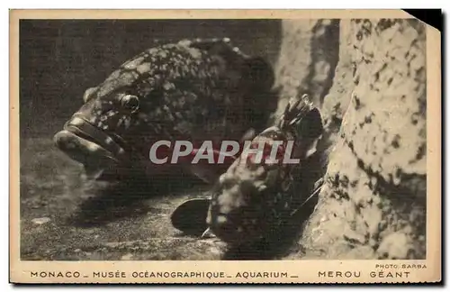 Cartes postales Monaco Musee Oceanographique Aquarium Merou Geant Poisson