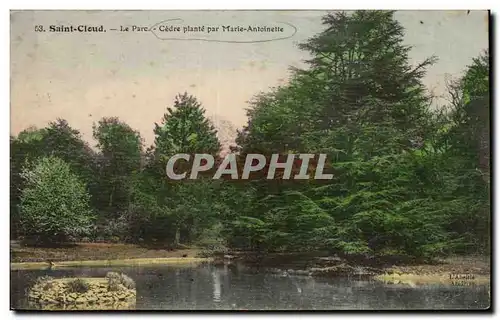 Cartes postales Saint Cloud Le Parc Cedre Plante par Marie Antoinette