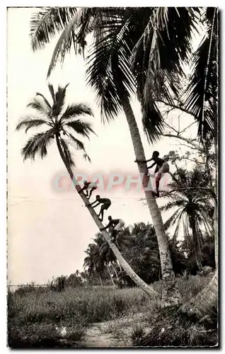 Cartes postales A O F AOF La Cueillette des Noix de Coco