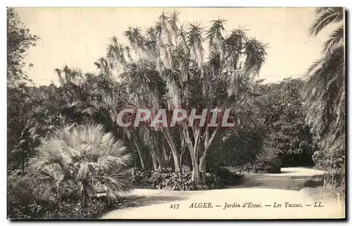 Cartes postales Alger Jardin d Essai Les Yuccas