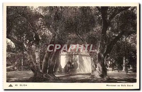 Cartes postales Blida Marabout au Bols Sacre