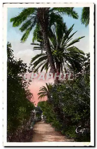 Cartes postales Blida Jardin Bizot Allee des Roses