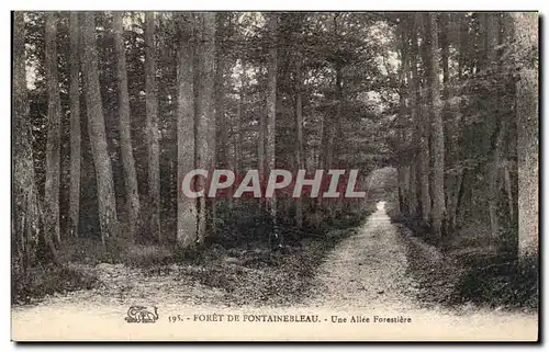 Ansichtskarte AK Foret De Fontainebleau Une Allee Forestiere