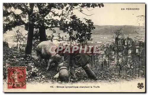 Cartes postales En Perigord Groupe Sympathique cherchant la Truffe Cochons Pig