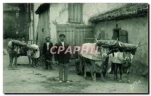 Ansichtskarte AK Pays Basque Attelage de Boeufs