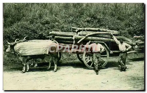 Ansichtskarte AK Type Basque Attelage de boeufs Folklore