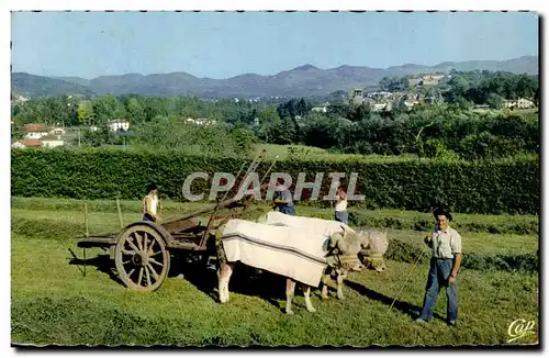 Ansichtskarte AK Au Pays Basque Attelage Boeufs