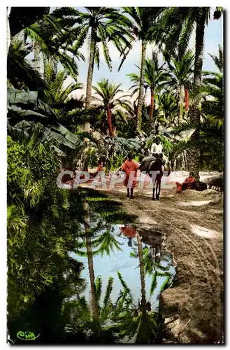 Cartes postales L Afrique Dans I Oasis Ane donkey