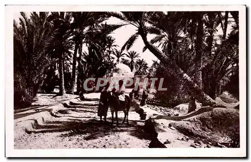 Cartes postales Marabout dans I oasis Ane Donkey