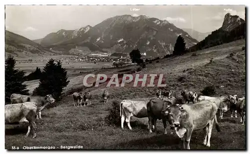 Ansichtskarte AK Oberammergau Bergweide