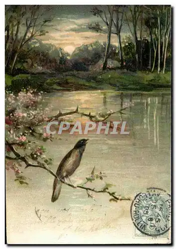 Cartes postales Oiseau