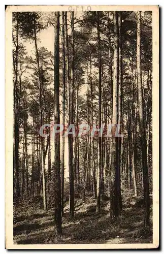 Cartes postales Foret landaise