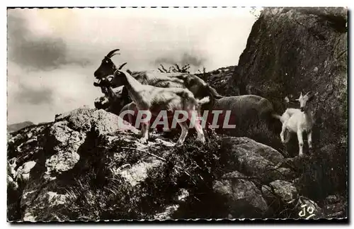 Cartes postales Les Alpes Pittoresque Troupeau De Chevres Goat