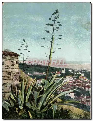 Cartes postales Hyeres Aloes en fleur