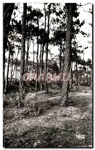 Cartes postales moderne Le Touquet Un coin de foret